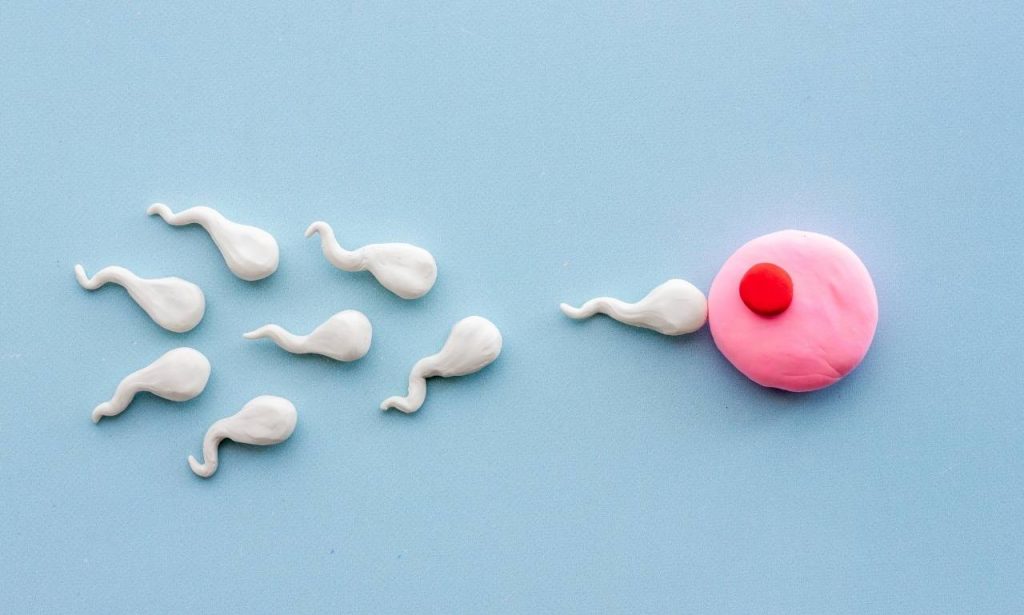 Ovulation Normal