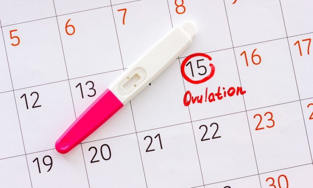 Ovulation Normal